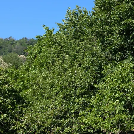 Toulon With Garden