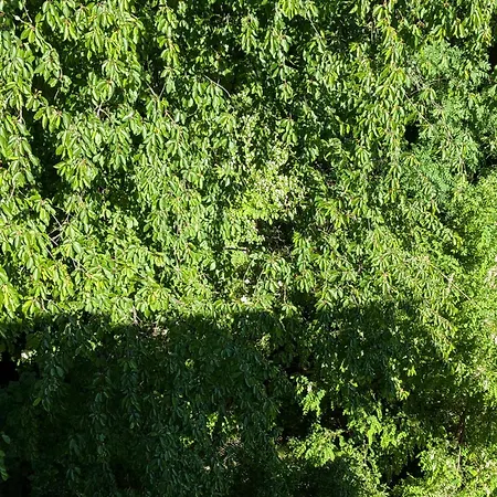 Toulon With Garden