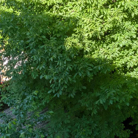 Διαμέρισμα Toulon With Garden *